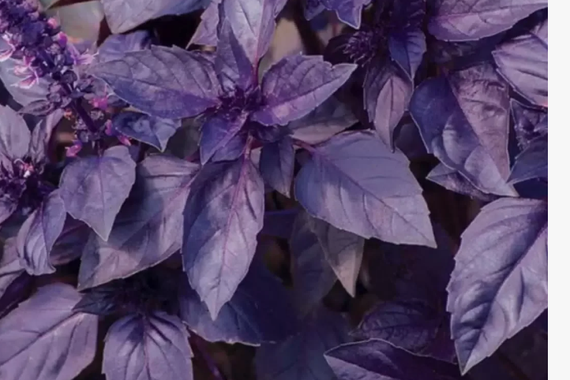 Базилик фиолетовый  0,3г