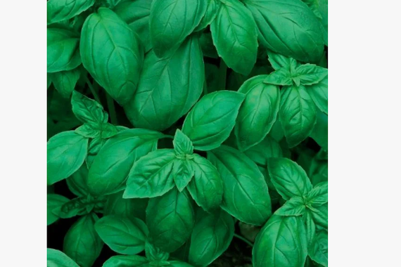 Базилик зеленый Тонус  0,3г