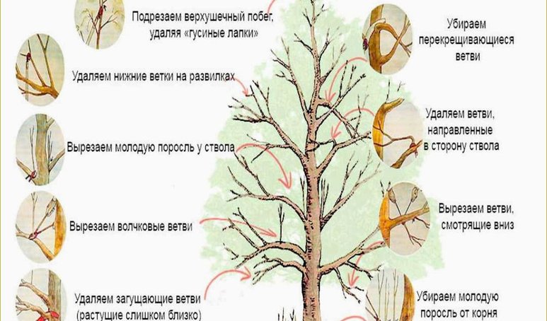 zachem-nuzhna-obrezka-abrikosa-ee-vidy-i-sroki_11